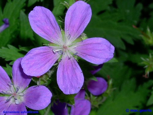 Geranium sylvaticum